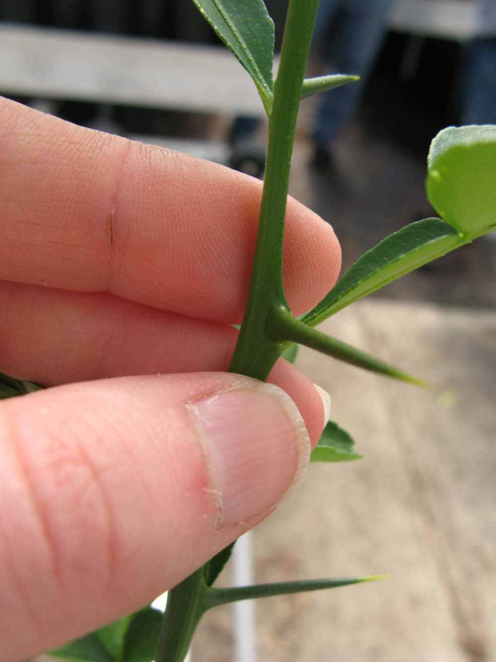              First year twig (Phillip Rucks Citrus Nursery, Frostproof,   FL)       